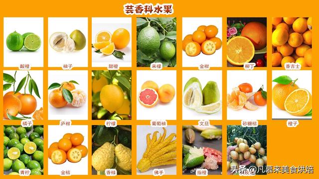 水果的一览表，水果大全及图片（42个科154种水果别说吃过）