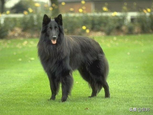 世界上什么狗最贵，世界上最贵的狗有哪些（世界最贵的十个犬品种）