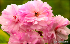 中国樱花有几个品种，中国樱花树品种（这81种樱花）