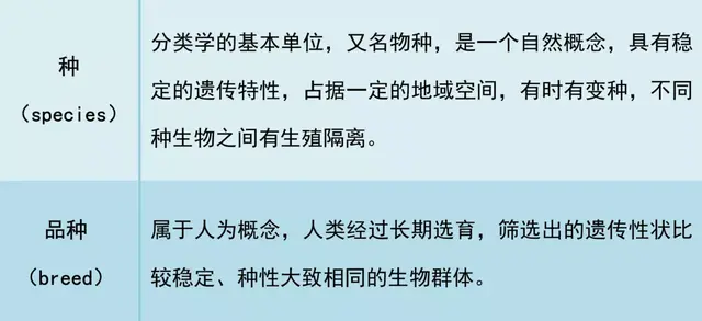 巨型安哥拉兔的八大生活习性，安哥拉兔是最大的兔子吗（你见过最大的兔子有多大）
