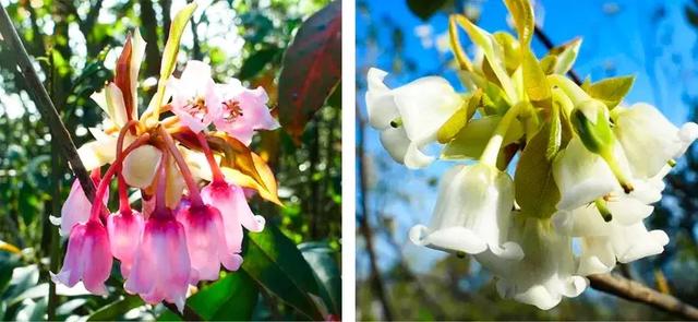 野生吊钟花什么时候开花，吊钟花结果吗（鲜艳的春节红已提早报春）