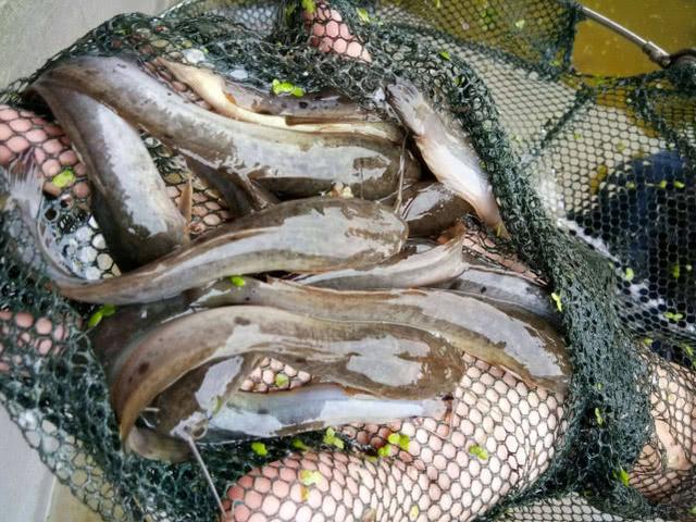 塘鲺鱼怎么做好吃,塘角鱼怎么做好吃(曾在河里泛滥成灾没人吃)