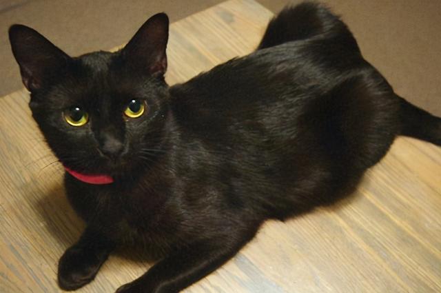 中国土猫都有哪些品种，中国土猫的品种大全图片（7款经典“中华田园猫”）