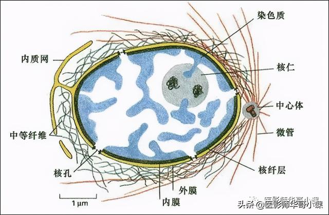 人体解剖学基础，人体解剖学基础知识学什么（基础知识之人体解剖学基础）