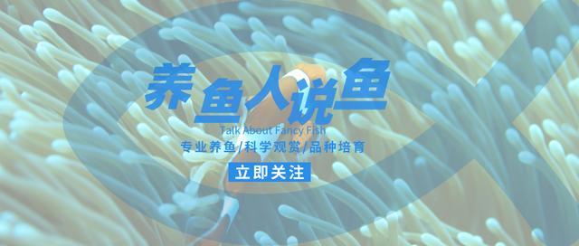 冷水观赏鱼精选指南：避开锦鲤金鱼，探索独特品种饲养乐趣