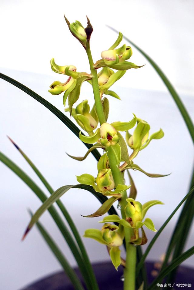 兰花怎么养 手把手教你养殖，兰花怎么养（新手也能养的苗壮开花多）