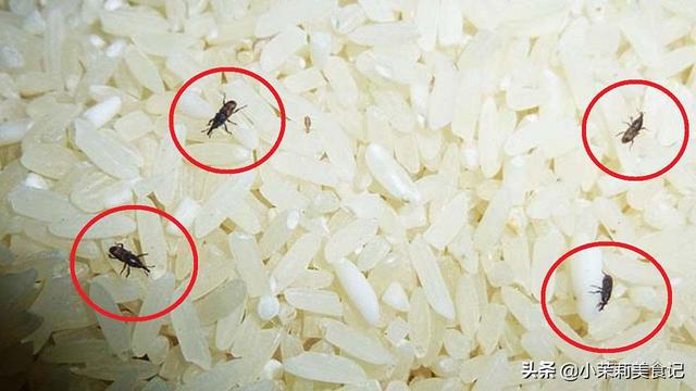 防止米生虫的最有效方法，防止米生虫的妙招（放一年不发霉不生虫）