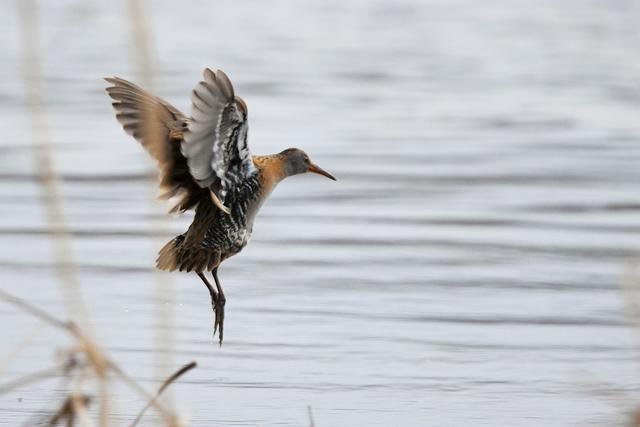 水鸡是什么，水鸡是什么车（西方秧鸡、叽咋柳莺......）