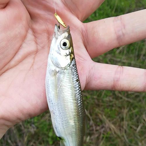 馬口魚用什麼路亞餌好(釣馬口不一定非要路亞) - 去釣魚