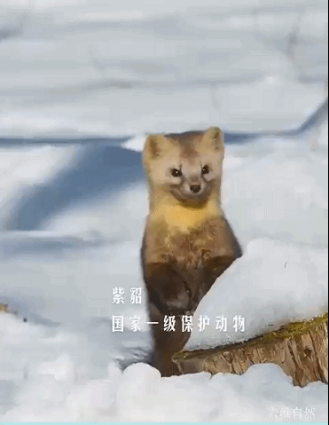 紫貂是什么动物，紫貂是珍稀动物吗（长白山拍到一只野生紫貂）