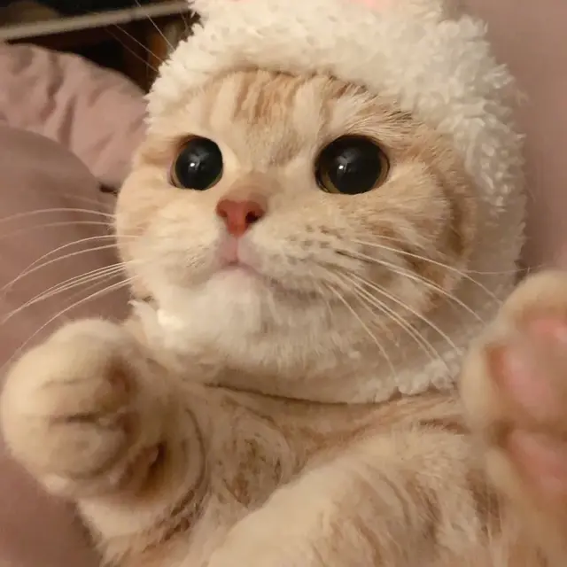 猫咪狗狗头像微信，猫咪狗狗头像（超可爱猫咪狗狗头像）