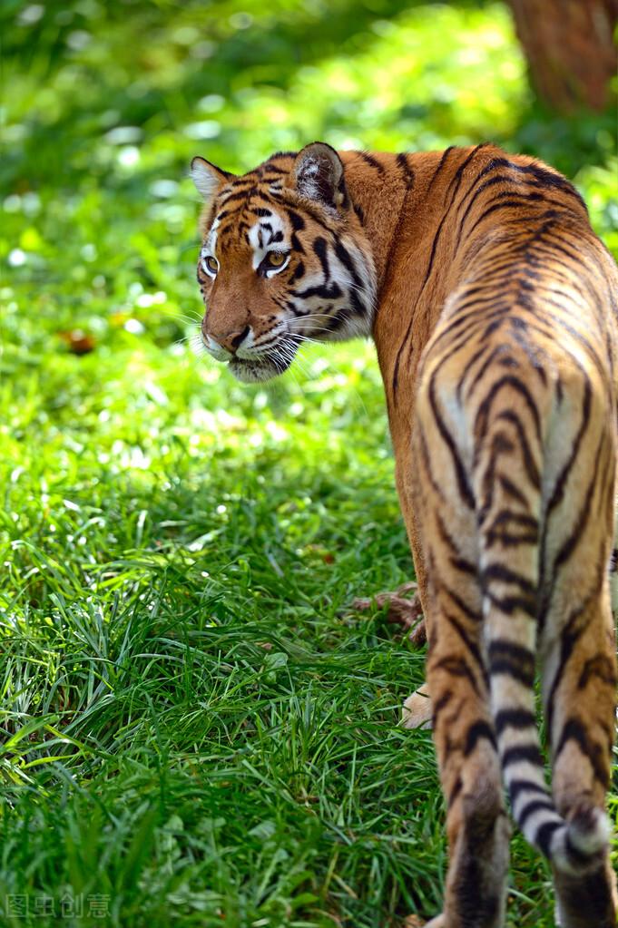 辽宁死亡东北虎的"虎须"被拔了个溜光