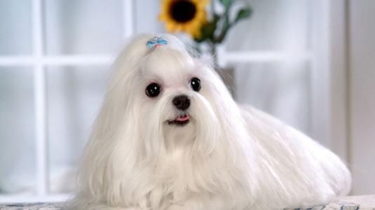 短腿狗有哪些品种，柯基狗狗图片（你知道小短腿的狗狗都有哪些品种吗）