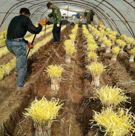 韭黄是什么东西，韭黄到底是什么（被誉为“菜中黄金”）