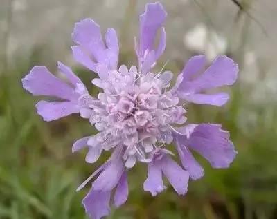 芙蓉花花语，芙蓉花花语及寓意（100种花的花语，太全了！）