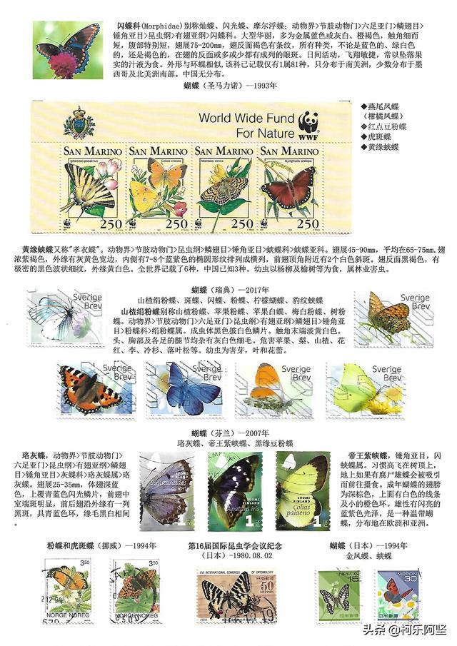 蝴蝶和蛾子的区别，蝴蝶和飞蛾有什么区别（鳞翅目昆虫-蝴蝶与蛾）