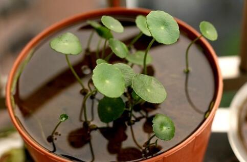 铜钱草怎么养，铜钱草的“3种”种植方法（铜钱草怎么养水培）