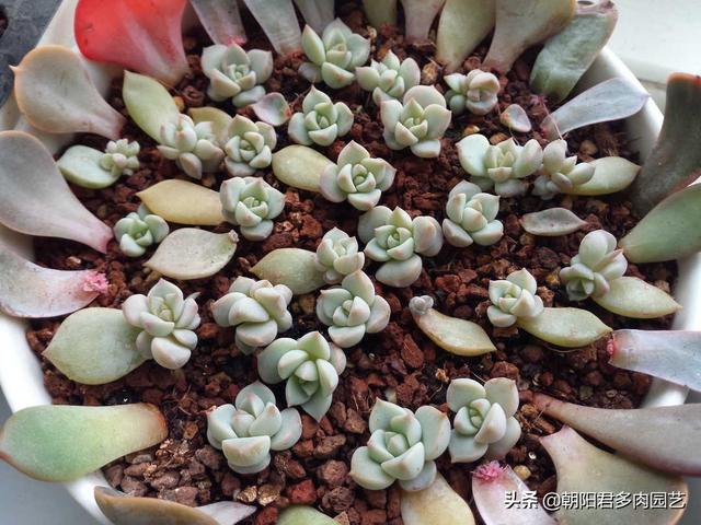 多肉扦插方法图解，多肉扦插方法图解视频（多肉扦插繁殖）