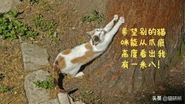 猫咪正确使用猫抓板的十个原则，猫咪为啥要用猫抓板（哪种才是猫咪真爱）
