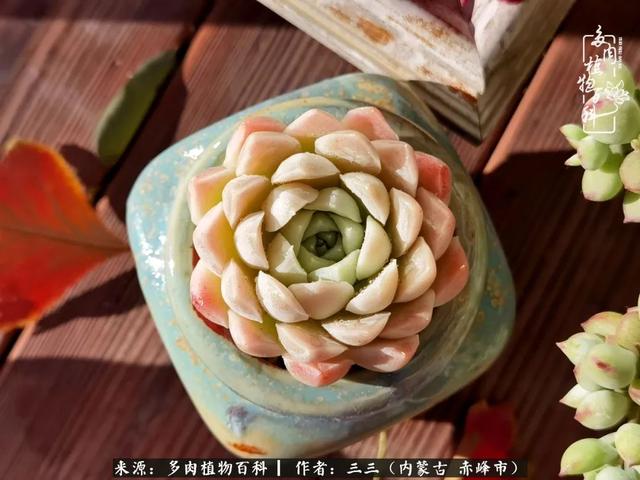 雪候鸟是什么意思，雪候鸟歌词表达什么意思（多肉于我从来不是锦上添花）