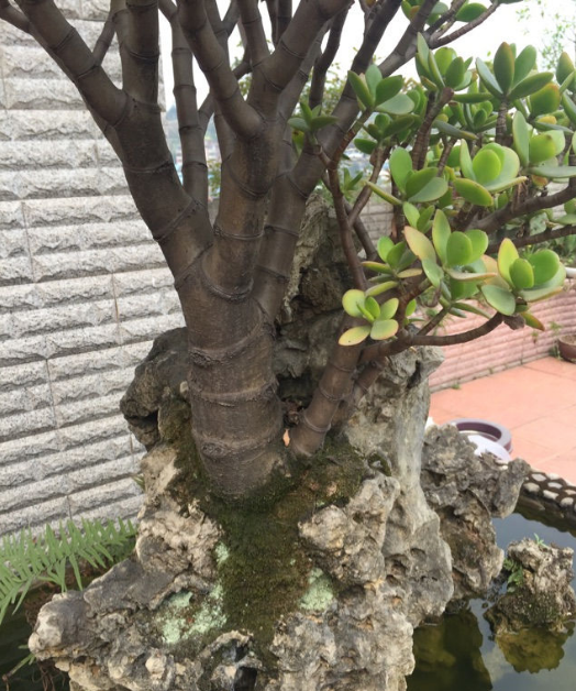 玉树不值钱，玉树图片盆景（从一片叶子长成极品老桩）