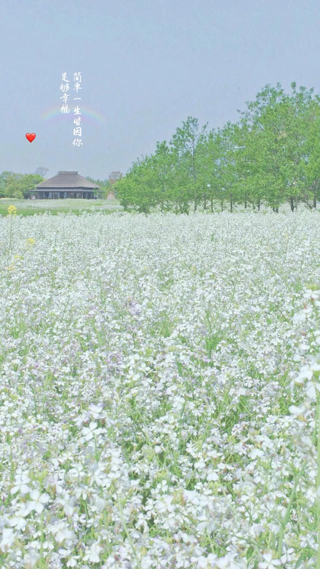 我爱过几个人怎么还不够，我爱过几个人 怎么还不够，微信头像（唯美壁纸丨漫步在人海的人）