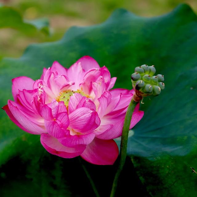 澳门的市花是什么，澳门的市花是什么名字（二十一届澳门荷花节体验这个莲花宝地）