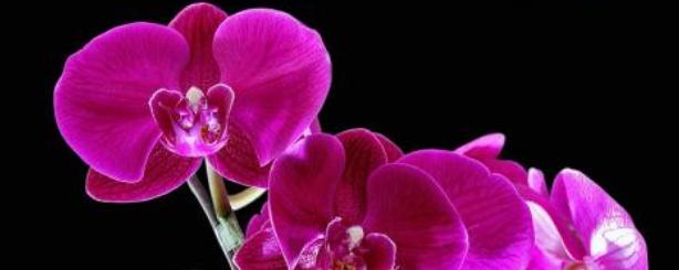 蝴蝶兰怎样浇水，养殖蝴蝶兰浇水方法（蝴蝶兰多久浇一次水）