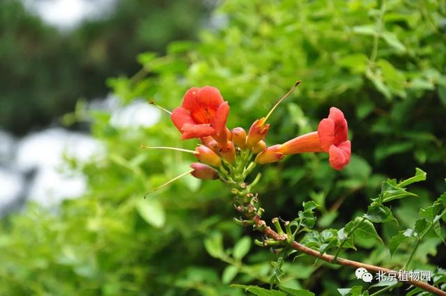 凌霄花，原来凌霄花是植物界的“性格多面手”（凌霄花花期多久一年开几次花）