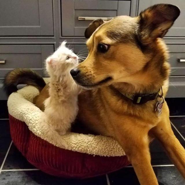 去除猫狗身上虱子跳蚤的简易方法，狗虱子跳蚤怎么去除（狗狗身上跳蚤严重）