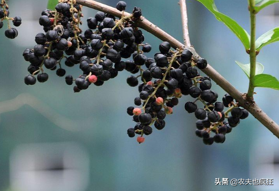 水马为什么叫水马，水马是动物吗（提醒农村娃要远离它）