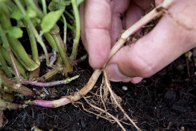 薄荷为什么不能在家养，薄荷的10种食用方法（为什么别人家的就随便长）