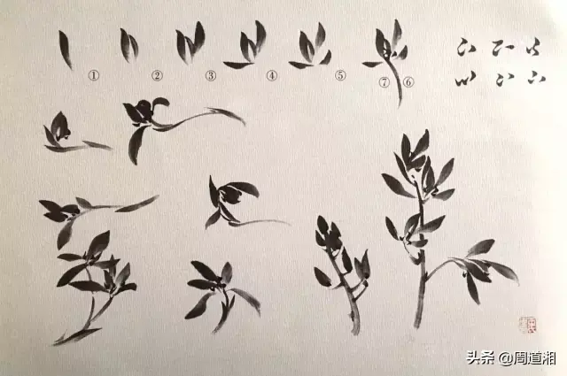 草的简笔画怎么画，猪笼草的简笔画怎么画（兰草的画法）