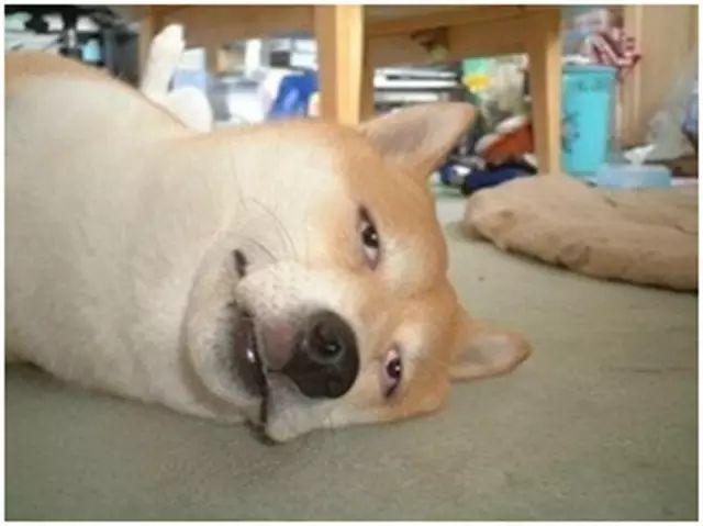 5 种最常见的葡萄酒杯，勃艮第红酒杯（酒杯怎么选）