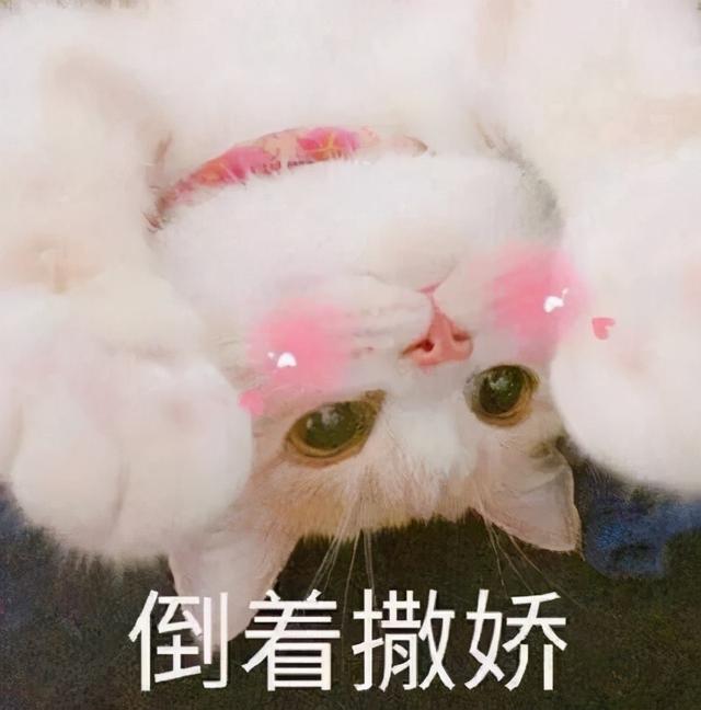 什么猫适合新手女生养，女孩子适合养的宠物猫有哪些（最适合“女生饲养”的5种猫）