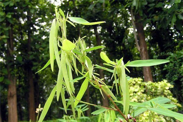 神奇的植物有哪些，世界上最神奇的植物（十种奇特的自然界植物）