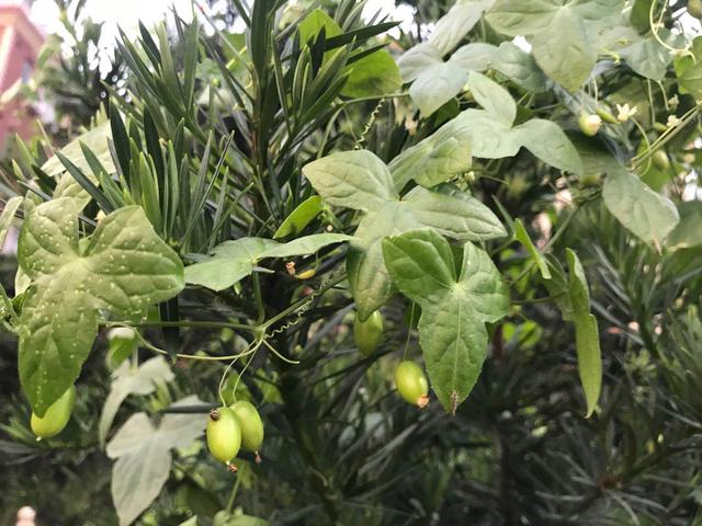 马齿苋和千根草的区别是什么，马齿苋与莲子草的区别（老鼠拉冬瓜—清热解毒、散结利水）