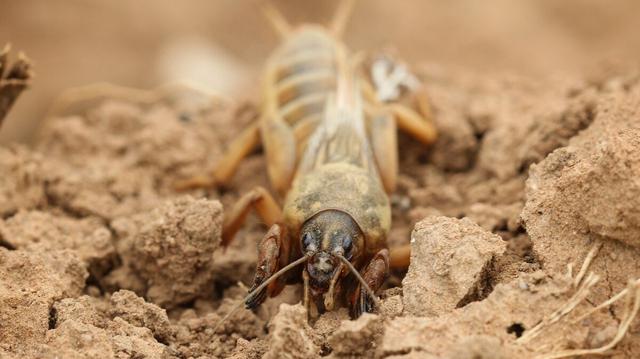 喇蛄的功效与作用，喇蛄的功效与作用图片（殊不知它却是一味中药材）