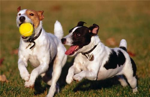 小鹿犬怎么训练，小鹿犬怎么训练上厕所（5大方法提高狗狗免疫力）