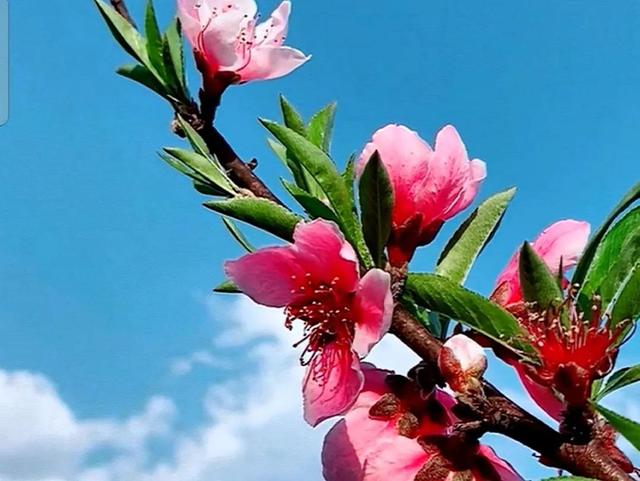 烂漫无比的造句有哪些，用山花烂漫造句（满树和娇烂漫红）