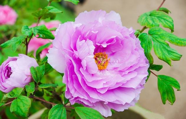 酱紫色是什么颜色，紫酱红是什么颜色（10种罕见的黑色花）