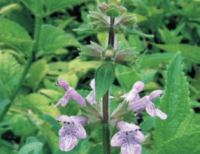 甘露子（干禄字书），殊不知是“甘露子”（干禄字书序）