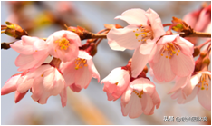 中国樱花有几个品种，中国樱花树品种（这81种樱花）