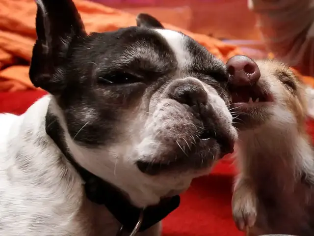 小狗图片，狗狗简直是动物界的交际花（小狗图片 卡通画）