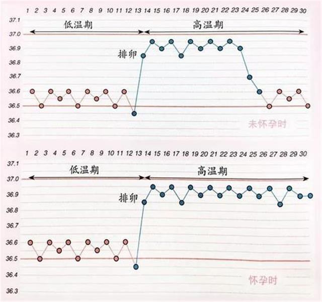 末次月经推算怀孕几周怎么算，多少周算足月生产（怀孕从末次月经的第一天开始算）