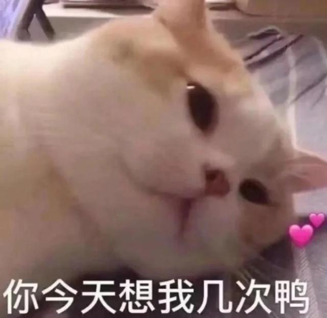 一对可爱狗狗表情包图集，情侣专用狗狗猫猫可可爱爱沙雕表情包