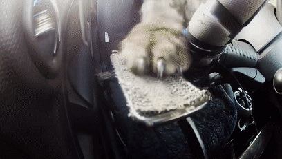 我的世界狗怎么驯服，网友教自家狗子玩《我的世界》