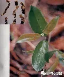 白牛胆的功效与作用，白牛胆的功效与作用禁忌（中药图片大全与功效）