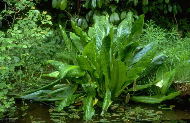 神奇的植物有哪些，世界上最神奇的植物（十种奇特的自然界植物）