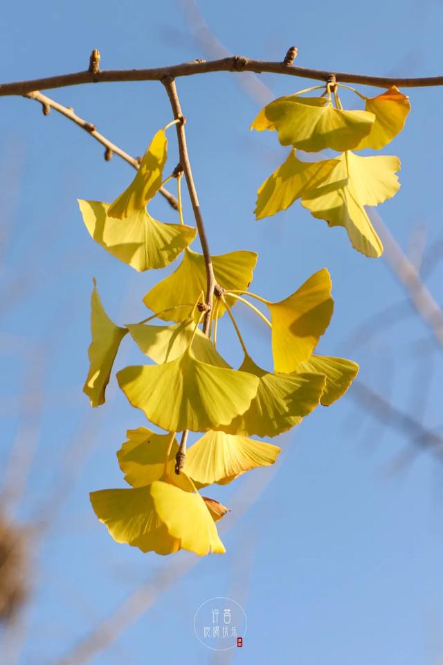 许昌旅游景点有哪些,许昌旅游景点有哪些地方(带你感受专属秋天的浪漫景色) 许昌旅游景点有哪些,许昌旅游景点有哪些地方(带你感受专属秋天的浪漫景色)